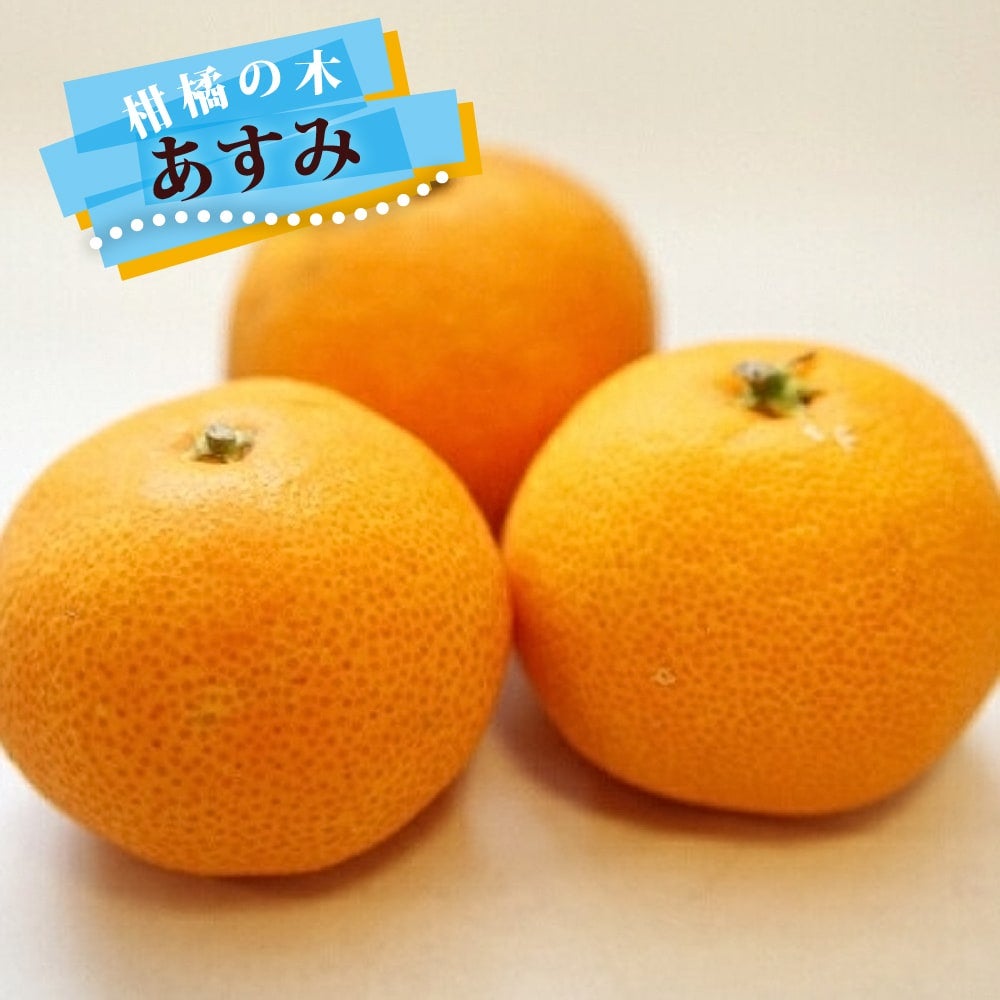 柑橘 温州みかん 田口早生 苗 通販 苗木部 By 花ひろばオンライン