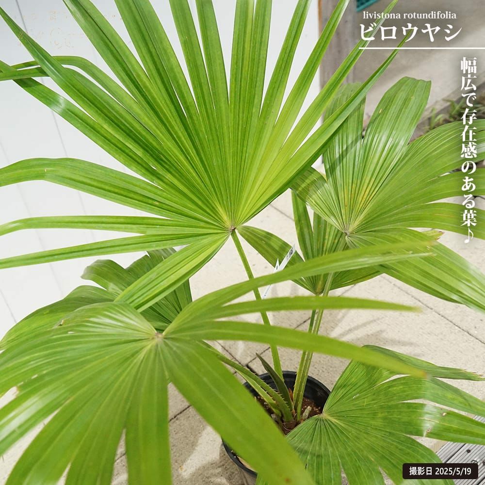 000000131632-01.jpg?size=l&w=