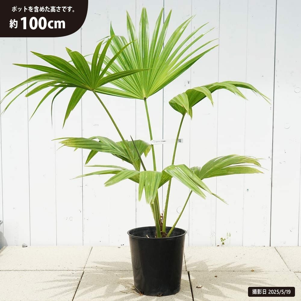 ヤシ ビロウヤシ 苗 販売 苗木部 By 花ひろばオンライン