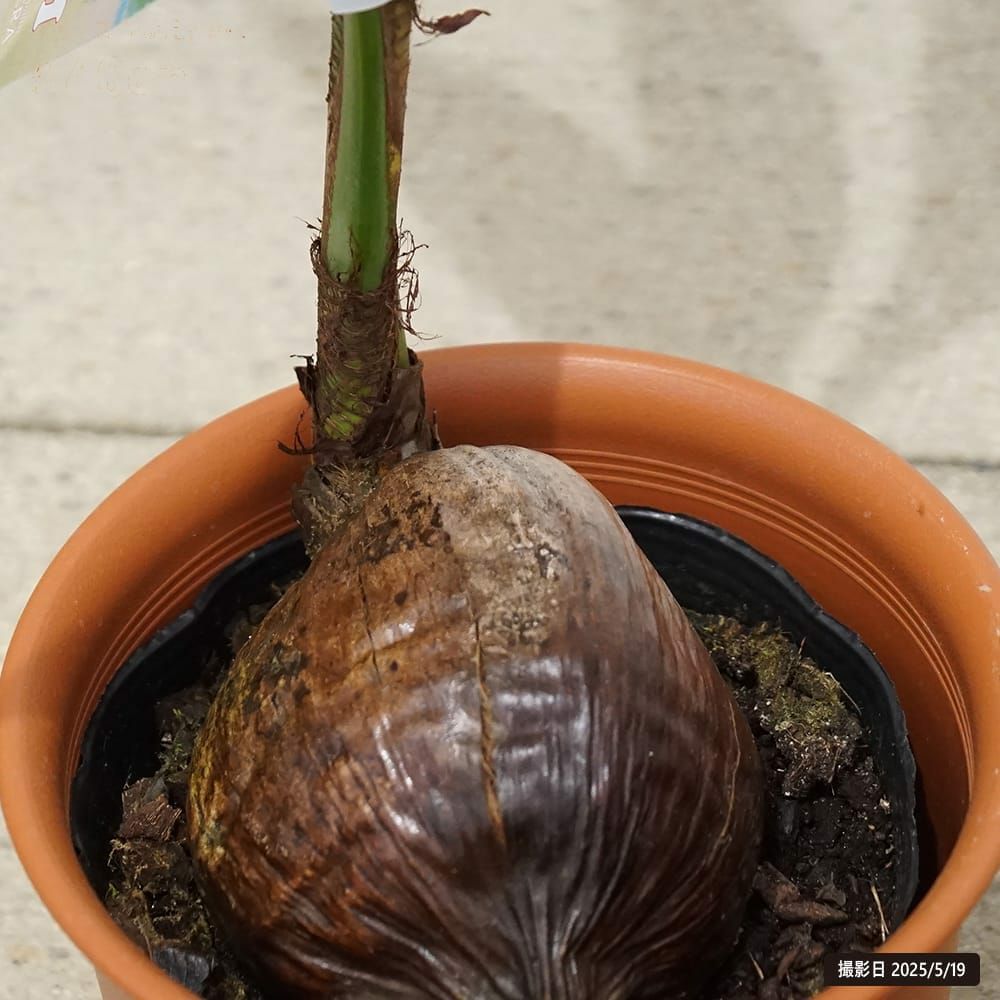 000000131633-02.jpg?size=l&w=