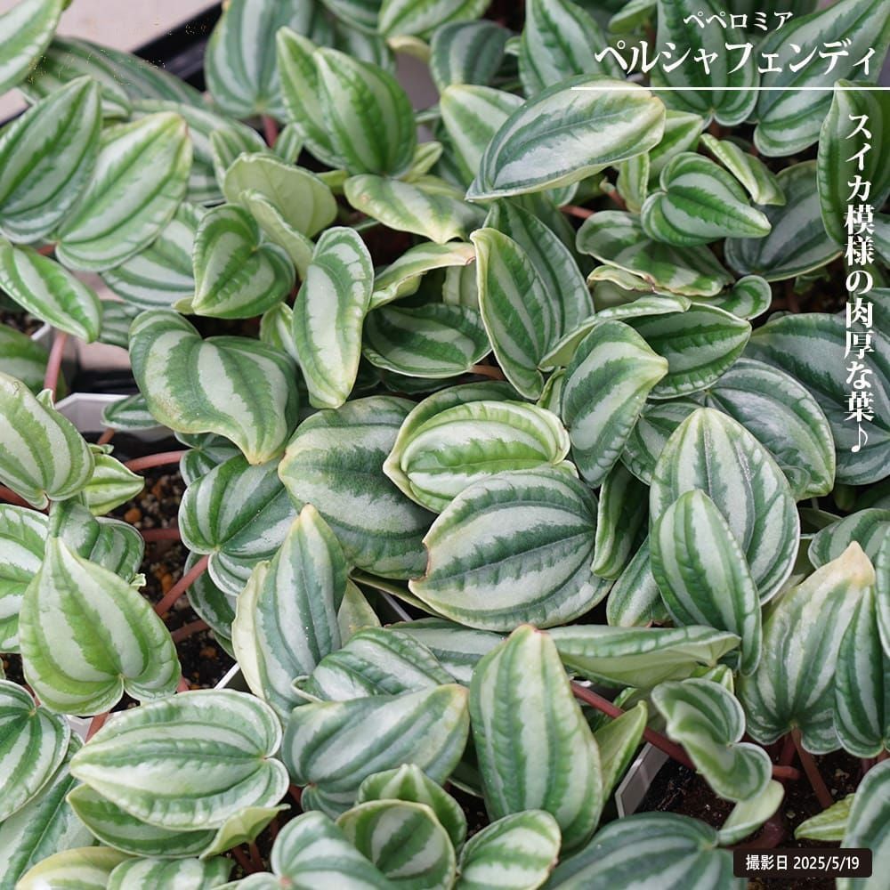 000000131636-01.jpg?size=l&w=