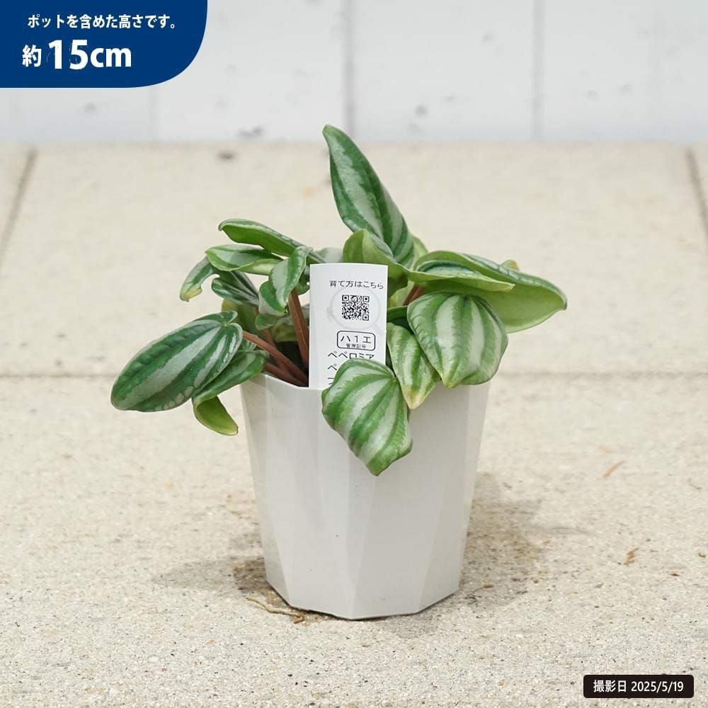 000000131636-03.jpg?size=l&w=