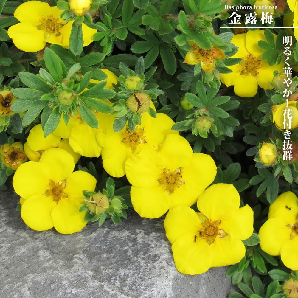 000000131638-01.jpg?size=m&w=