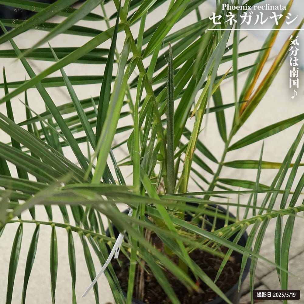 ヤシ ビロウヤシ 苗 販売 苗木部 By 花ひろばオンライン