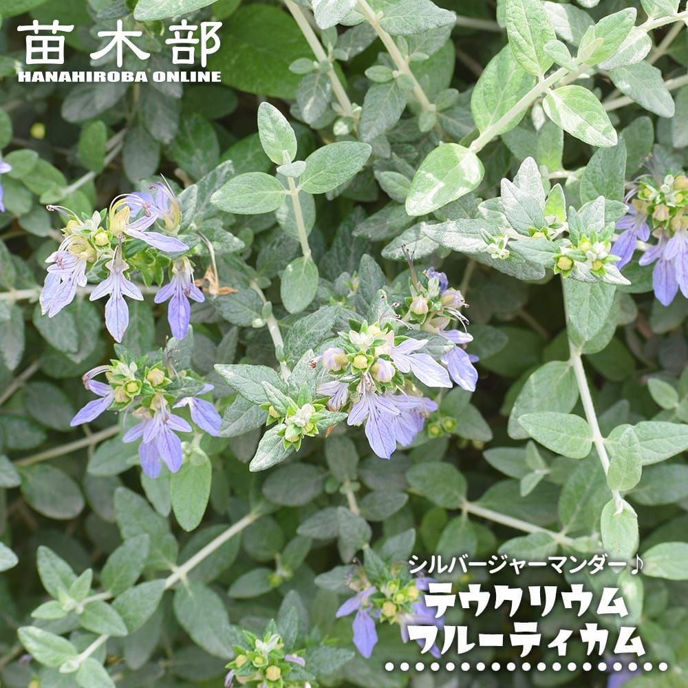 エリオステモン プロファッションの通販 苗木部 By 花ひろばオンライン