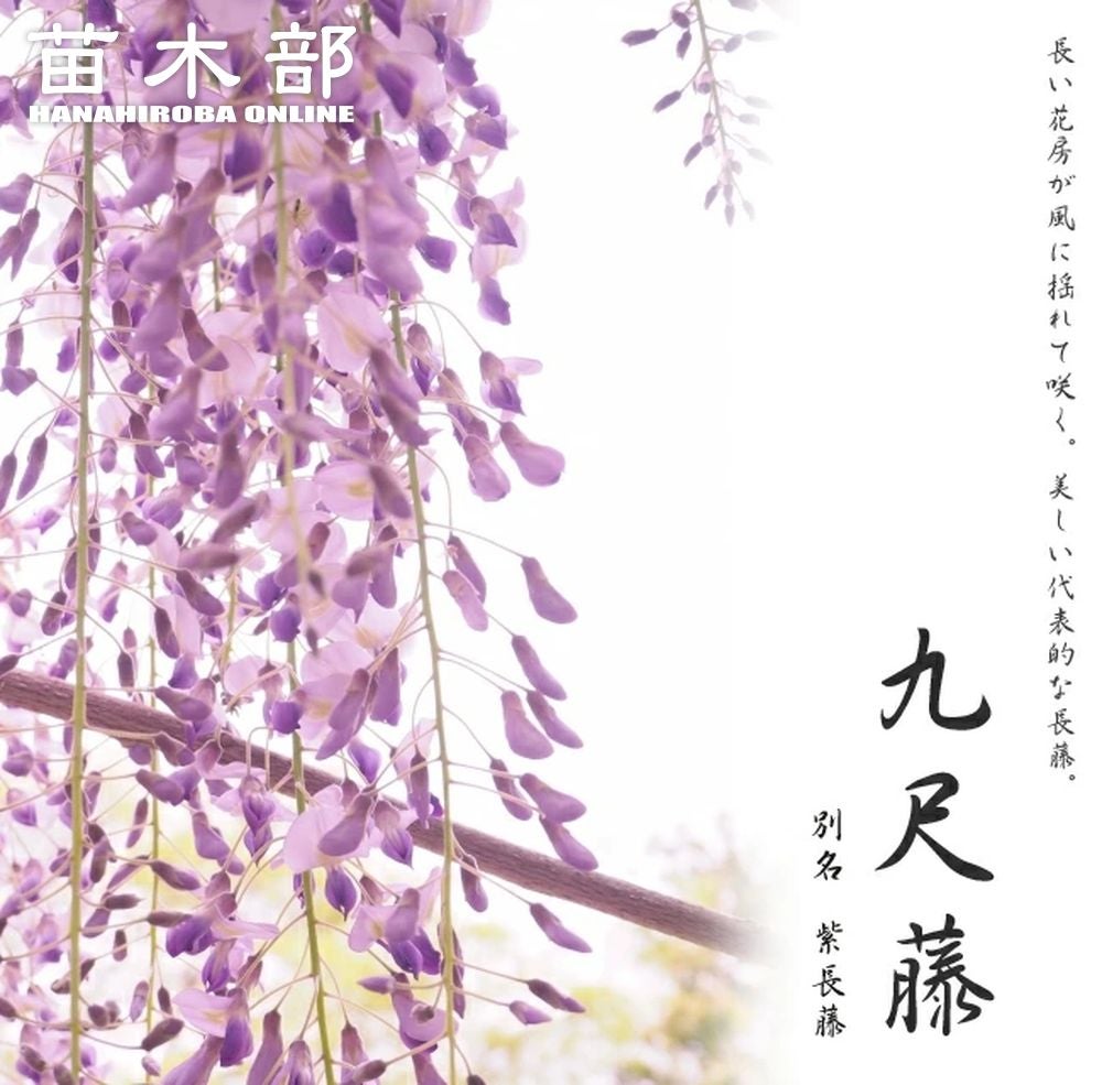 花藤 ノダフジ 本紅藤 苗 販売 苗木部 By 花ひろばオンライン