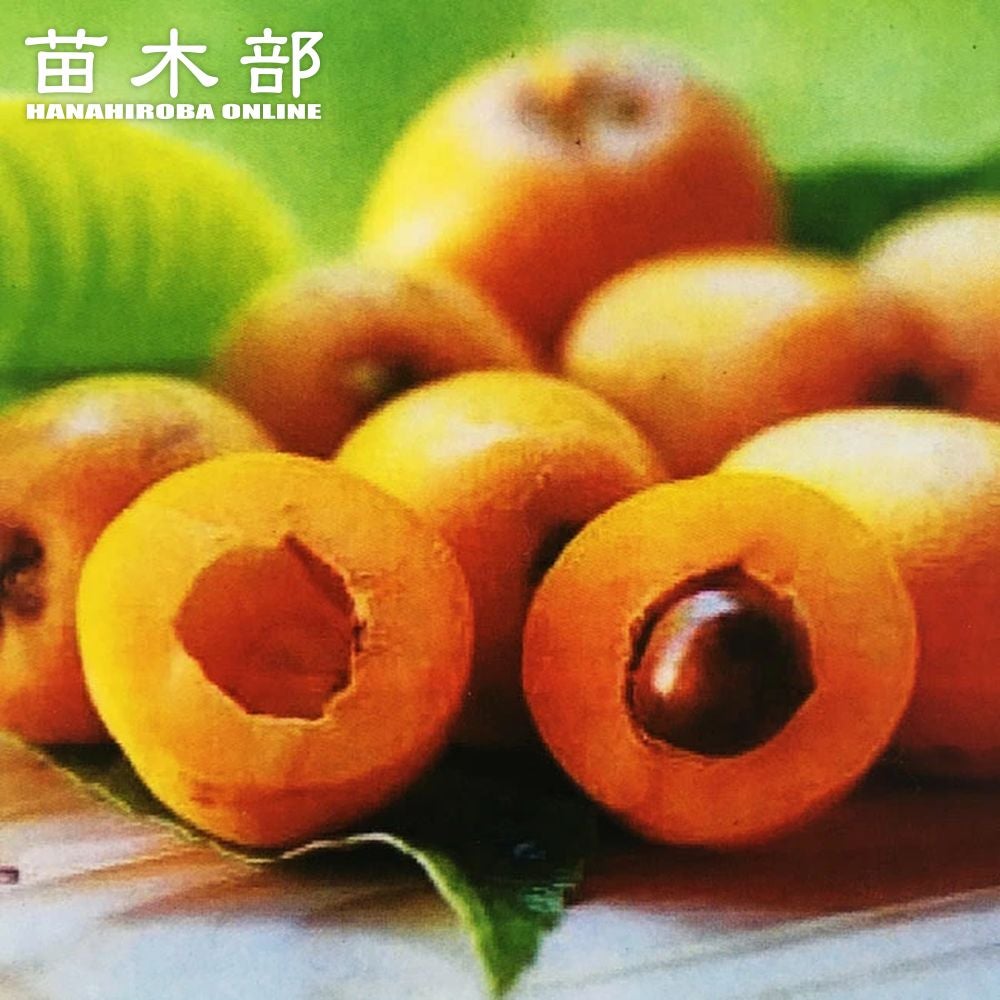 000000031881-01.jpg?size=l&w=