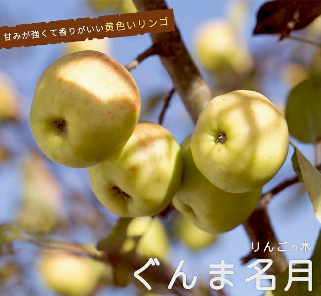 90s USA製 ヴィンテージ万年カレンダー りんご 稀少 木製 リンゴ ぐんま名月 苗 販売 苗木部 By 花ひろばオンライン
