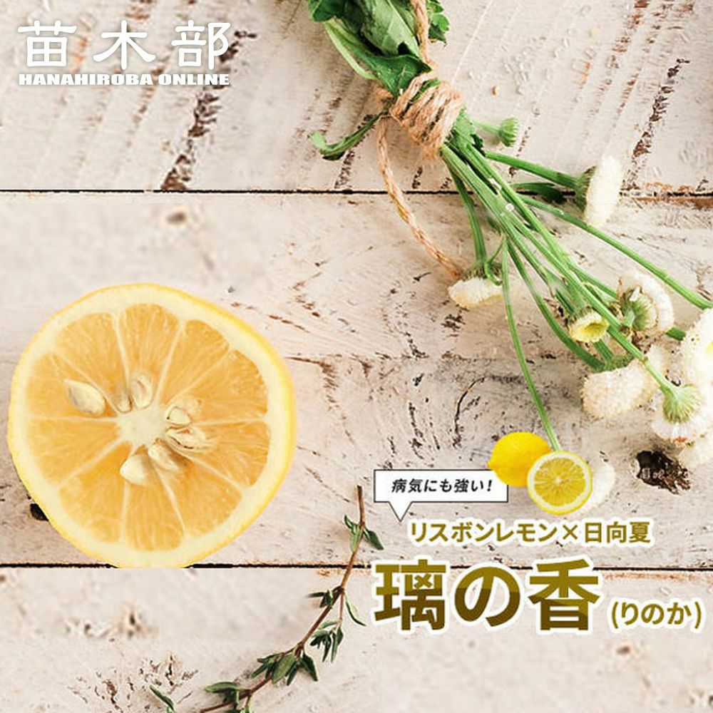 柑橘 レモン とげなしリスボンレモン 苗 販売 苗木部 By 花ひろば