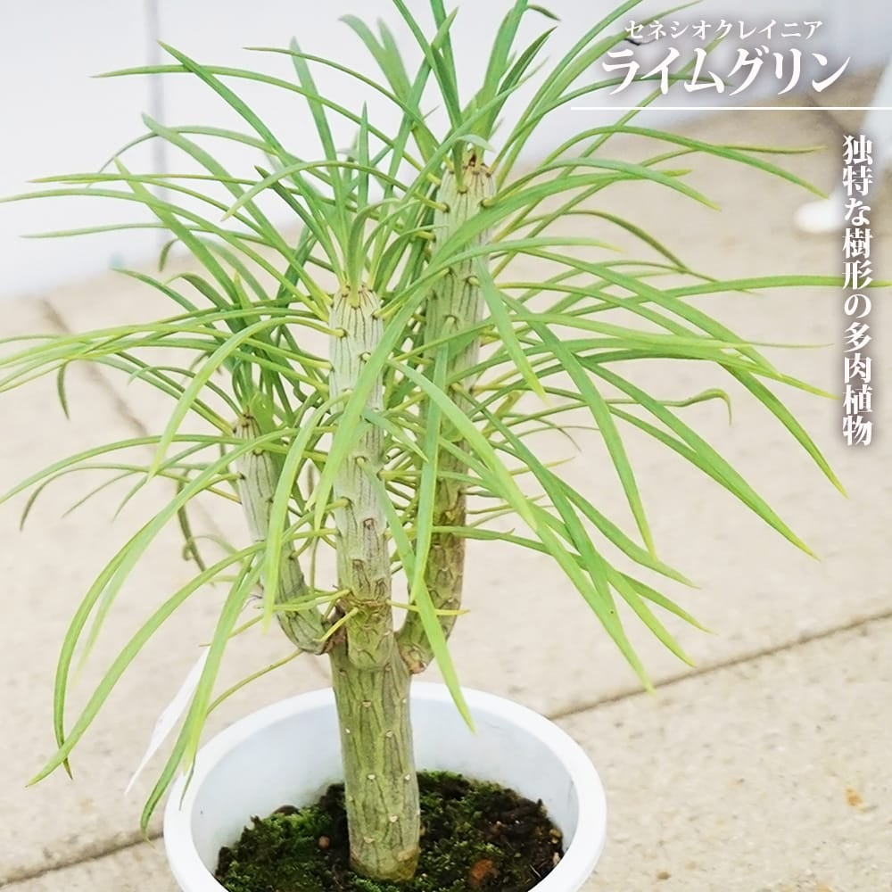 000000131910-01.jpg?size=l&w=