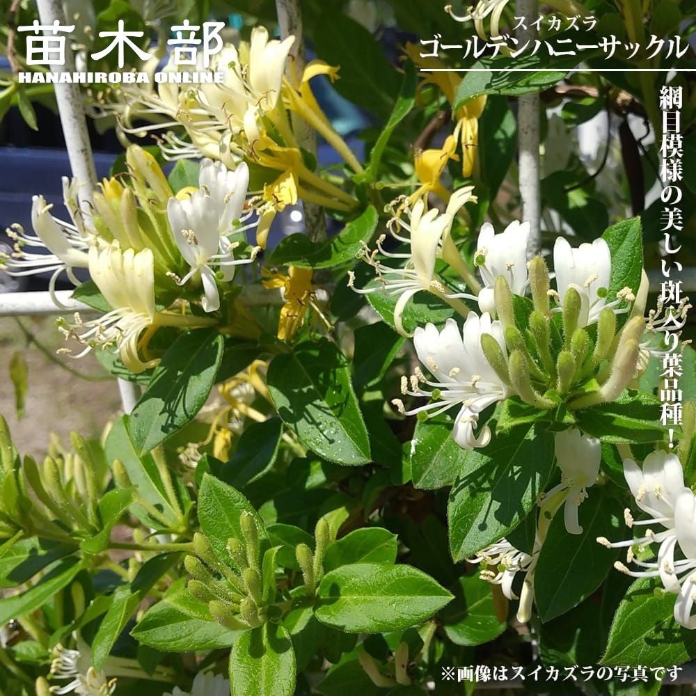 スイカズラ苗　ハニーサックル ゴールドフレーム　 芳香花　1株 スイカズラ ゴールデンハニーサックル 苗 販売 苗木部 By 花ひろば