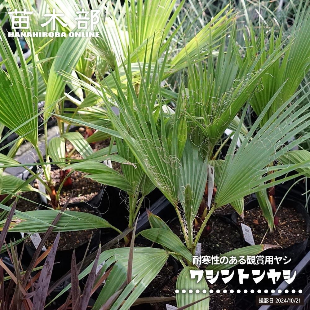 000000032015-01.jpg?size=m&w=