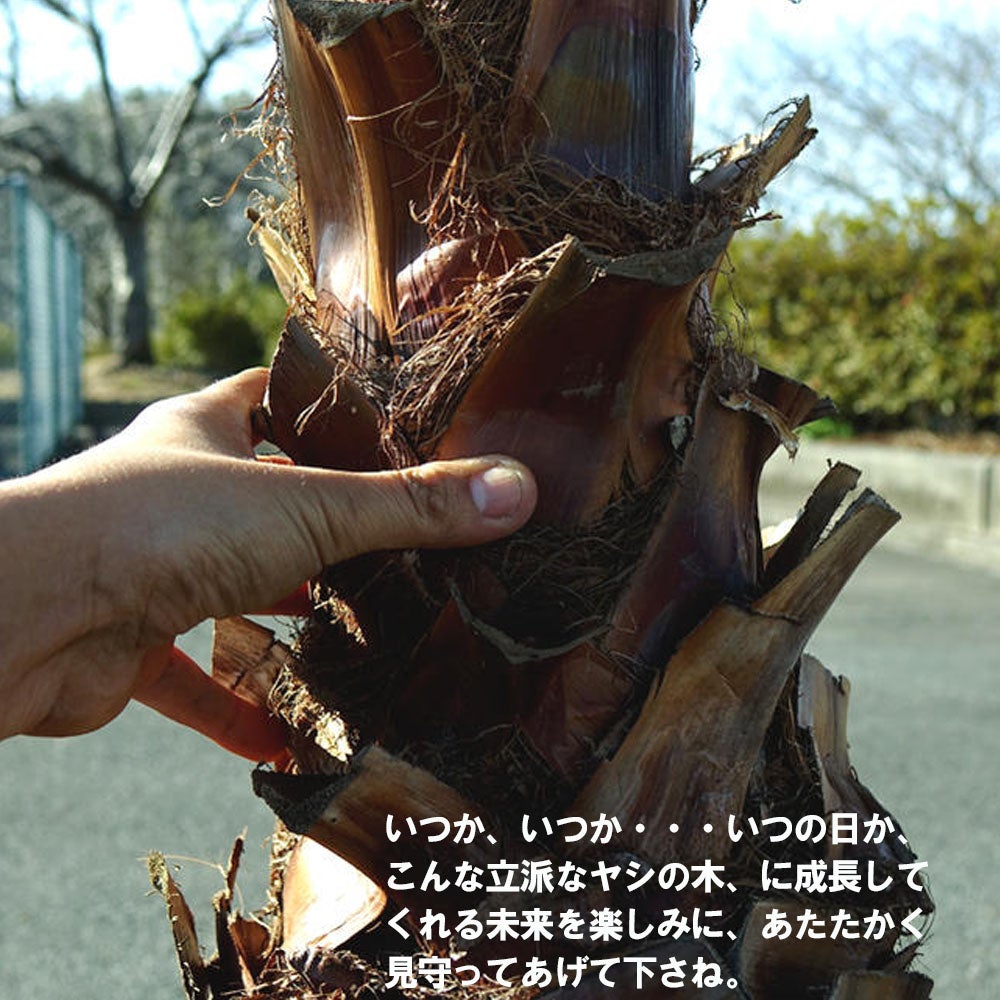 000000032015-04.jpg?size=l&w=