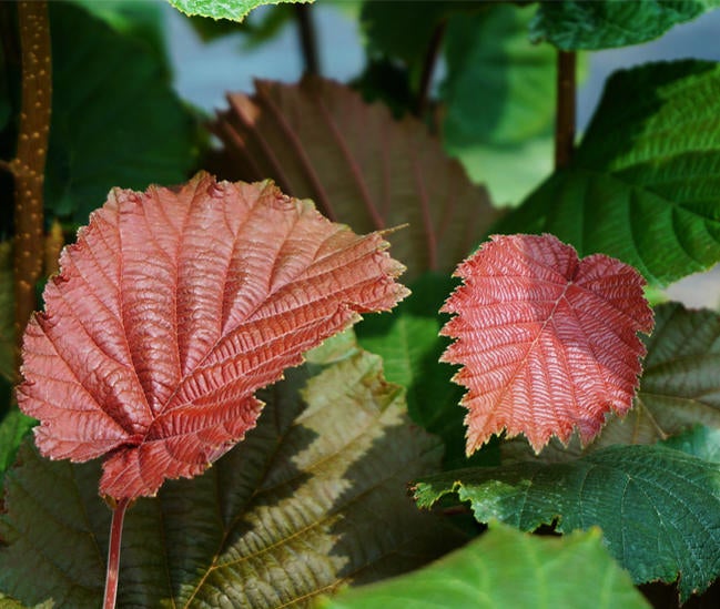 ヘーゼルナッツ ロードゼラヌート 苗 販売 苗木部 By 花ひろばオンライン