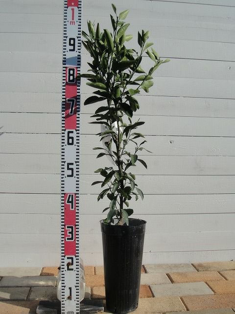 000000032034-03.jpg?size=l&w=