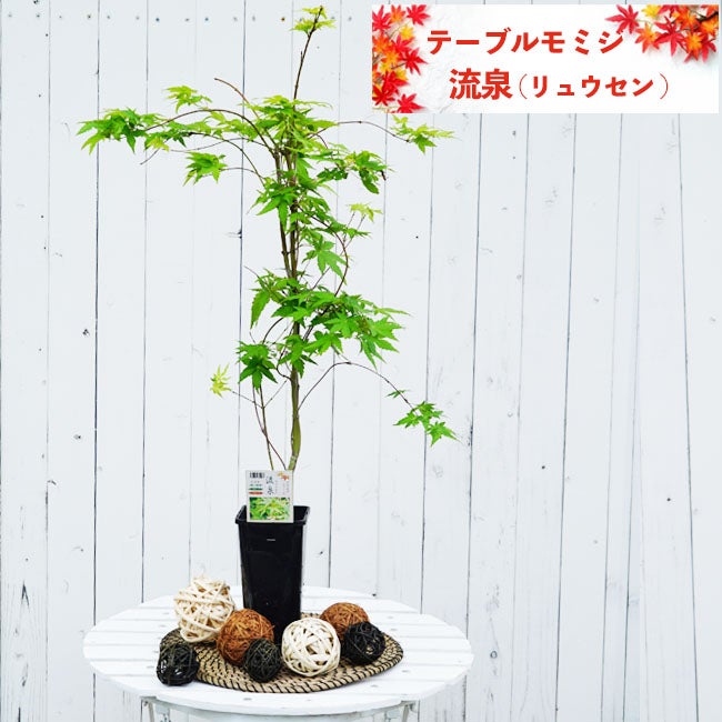 カエデ・もみじ 流泉 苗 販売 苗木部 By 花ひろばオンライン