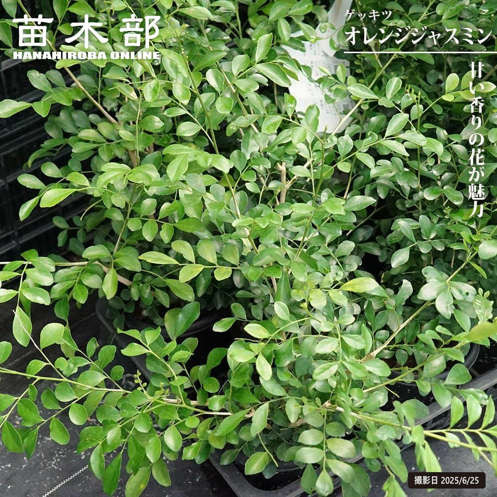 ヤマネ@さん専用 10/25使用 アニメジャスミン 000000132103-01.jpg?size=m&w=