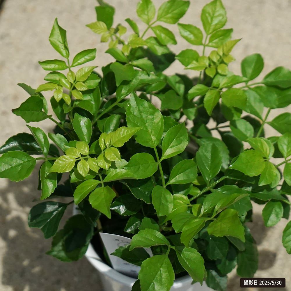 ノウゼンカズラ 苗 販売 苗木部 By 花ひろばオンライン