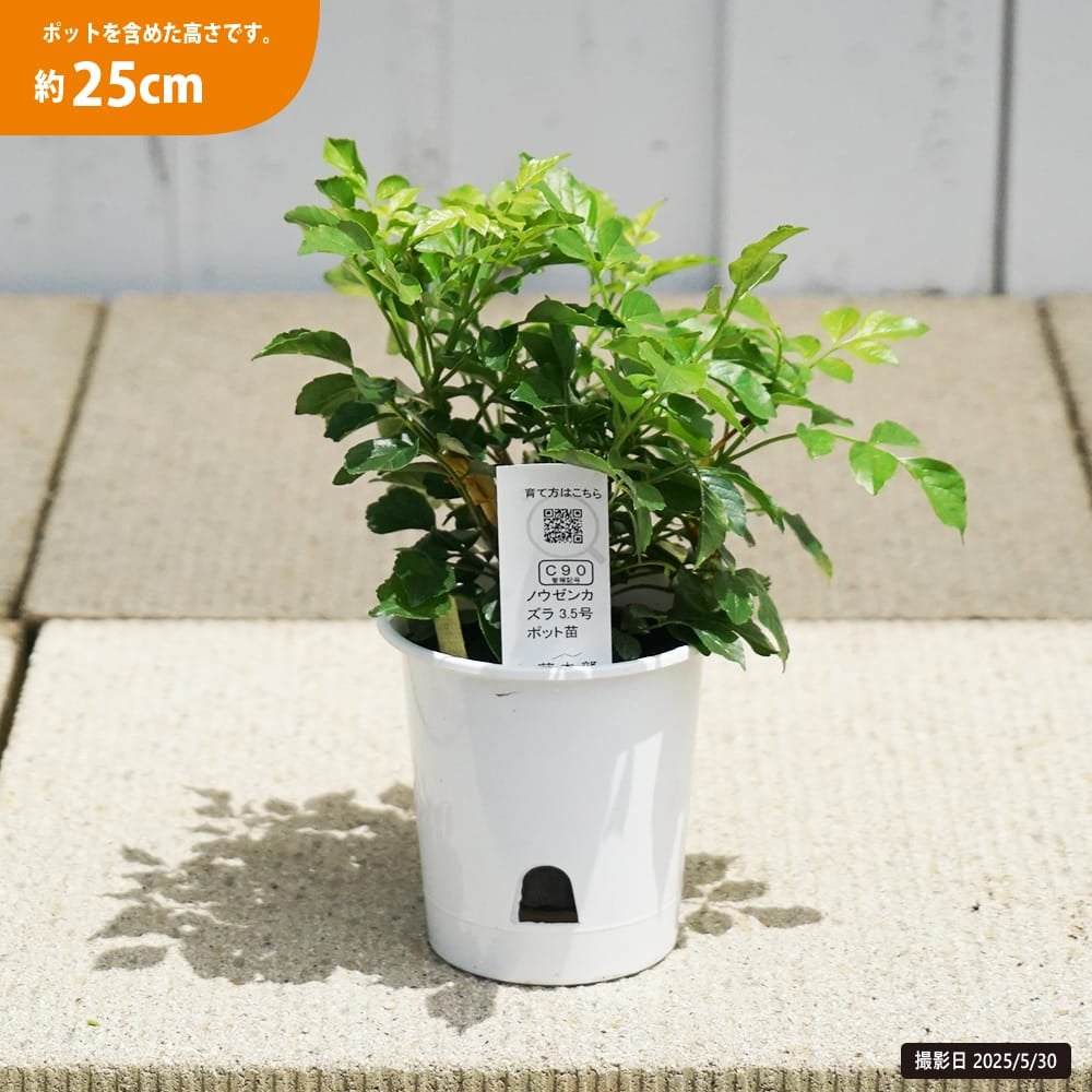 ノウゼンカズラ 苗 販売 苗木部 By 花ひろばオンライン