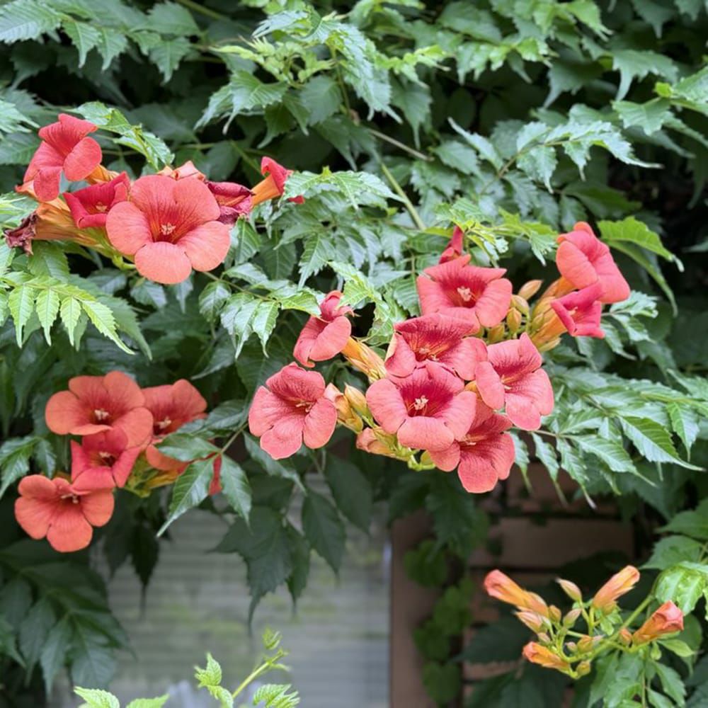 ノウゼンカズラ 苗 販売 苗木部 By 花ひろばオンライン