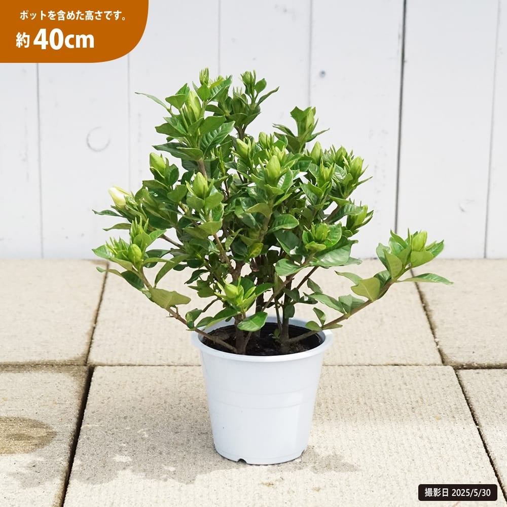 クチナシ ヌマタ 苗 通販 苗木部 By 花ひろばオンライン