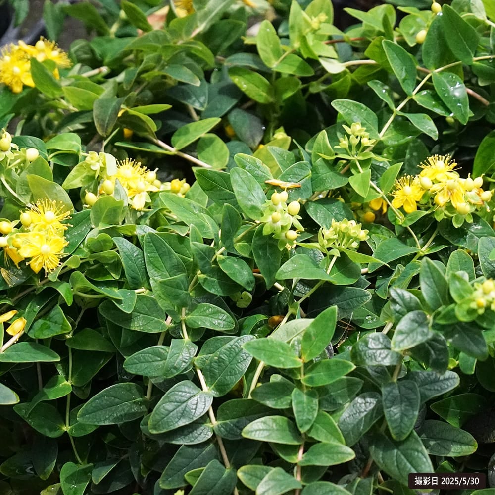 キンシバイ マジカルシリーズ マジカルサンシャイン 苗 販売 苗木部