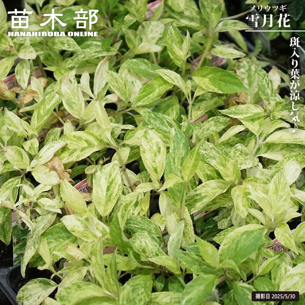 ノリウツギ 雪月花 苗 販売 苗木部 By 花ひろばオンライン