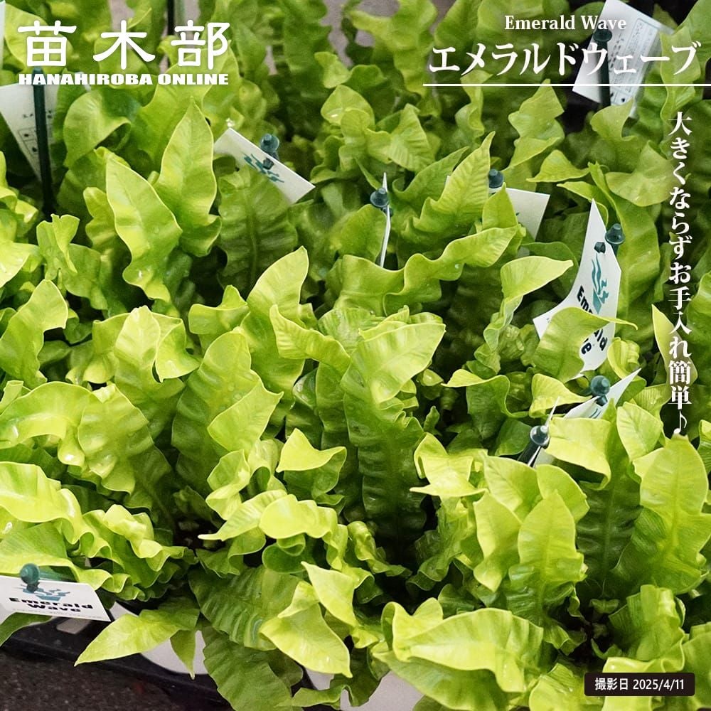 Top【選抜株】263681アエオニウム メープルリーブス　30個　鉢無し/脱土 観葉植物 アスプレニウム・エメラルドウェーブ / 3.5寸・約W 25cm×H30cm