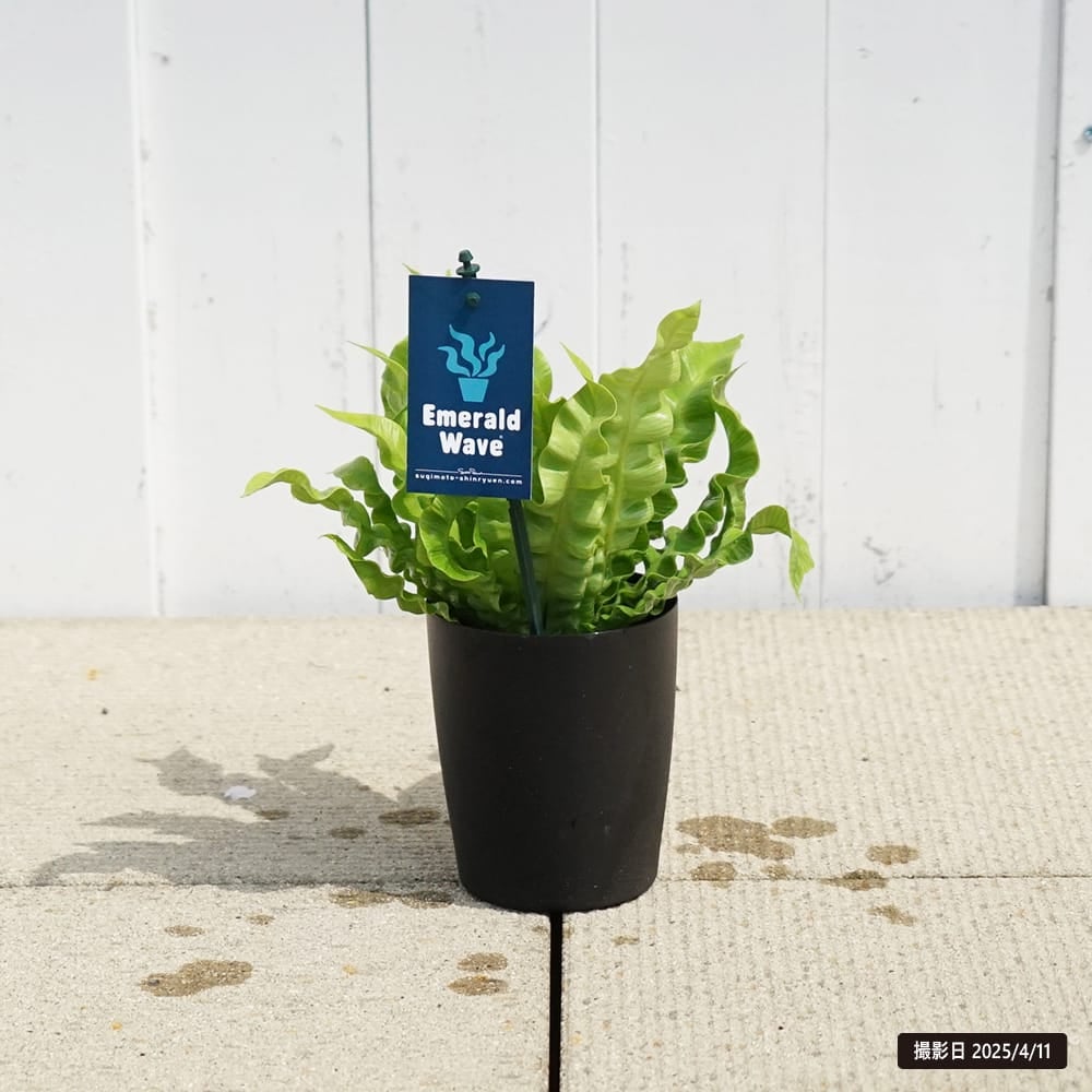 エメラルドウェーブ　黒鉢