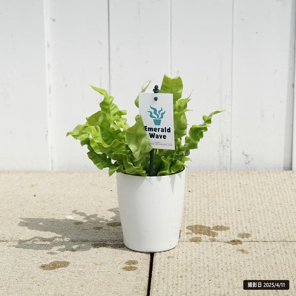 アスプレニウム エメラルドウェーブ 苗 販売 苗木部 By 花ひろばオンライン