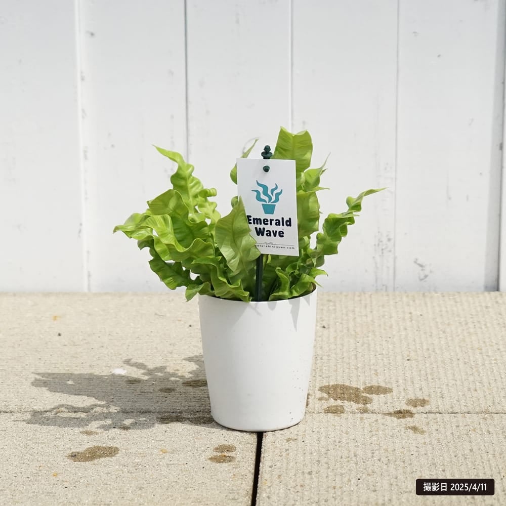 エメラルドウェーブ　白鉢