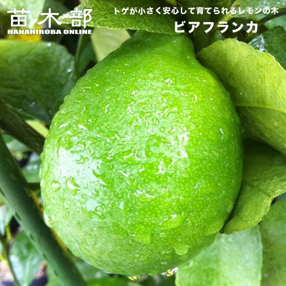 000000032228-01.jpg?size=l&w=