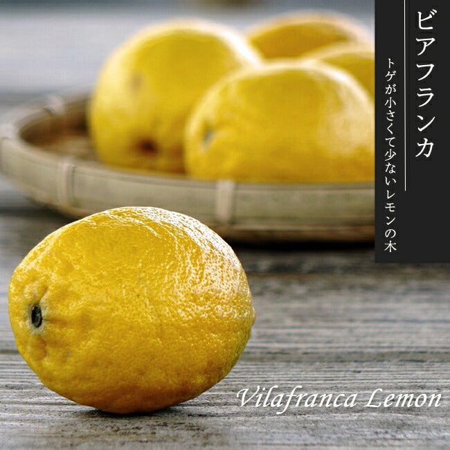 柑橘 レモン ビアフランカ 苗 販売 苗木部 By 花ひろばオンライン