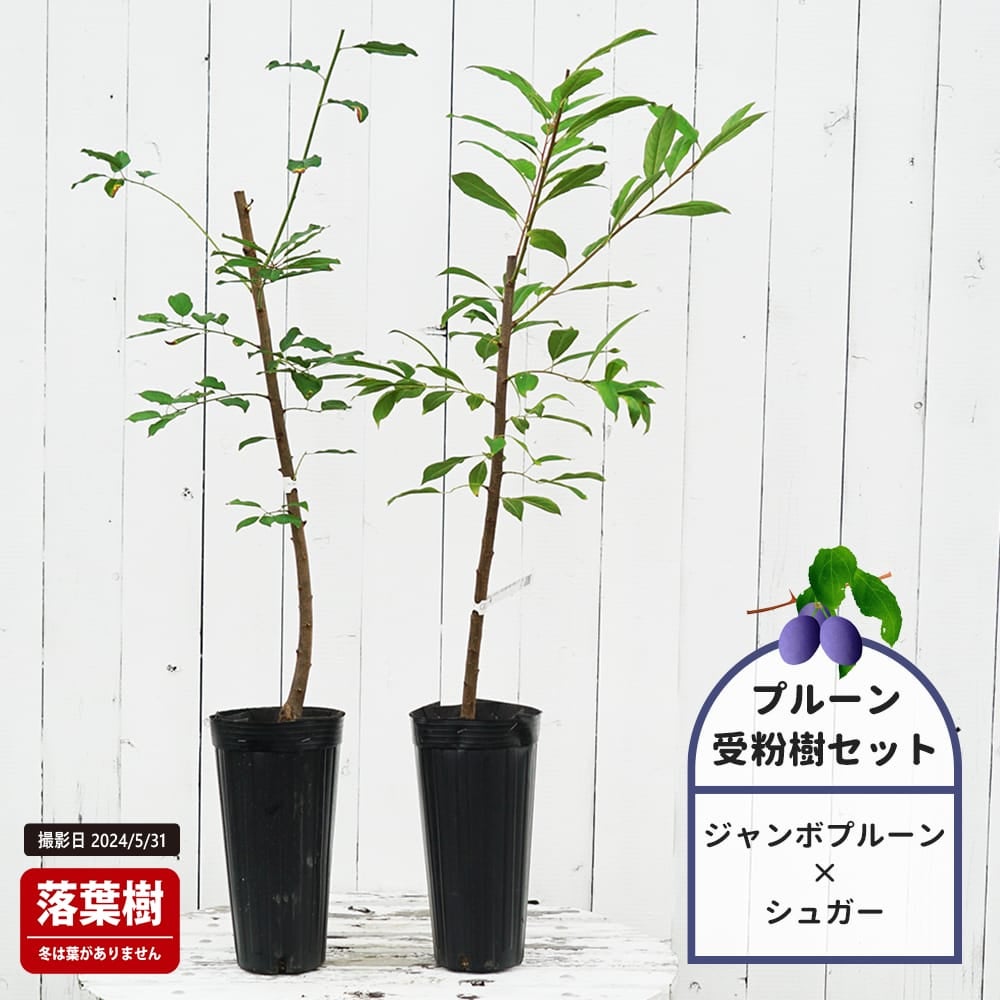 ジャンボプルーンとシュガープルーンの受粉樹セット