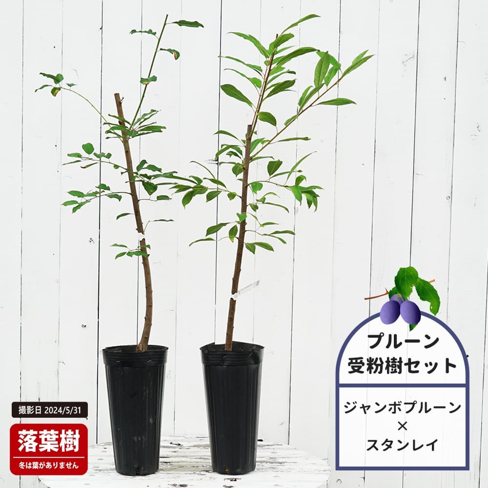 プラム・スモモ ジャンボプルーン 苗 販売 苗木部 By 花ひろばオンライン