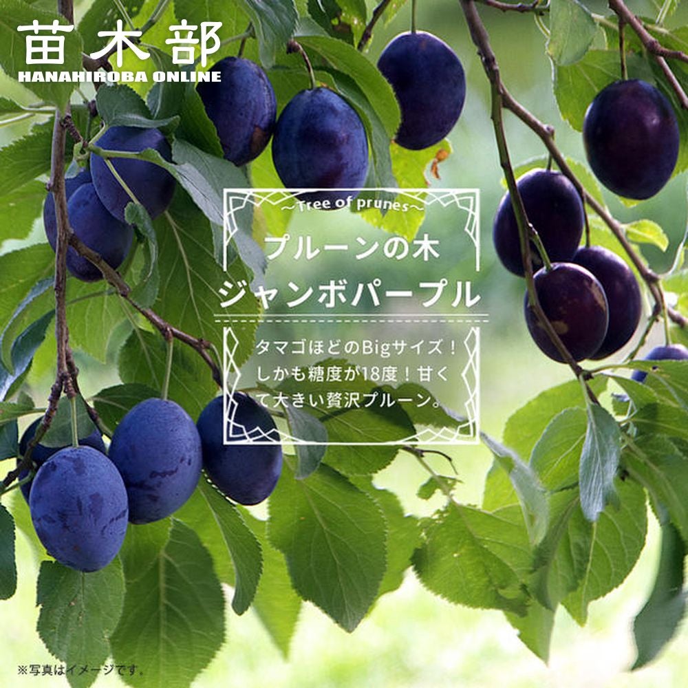 プラム・スモモ プルーン シュガー 苗 販売 苗木部 By 花ひろばオンライン