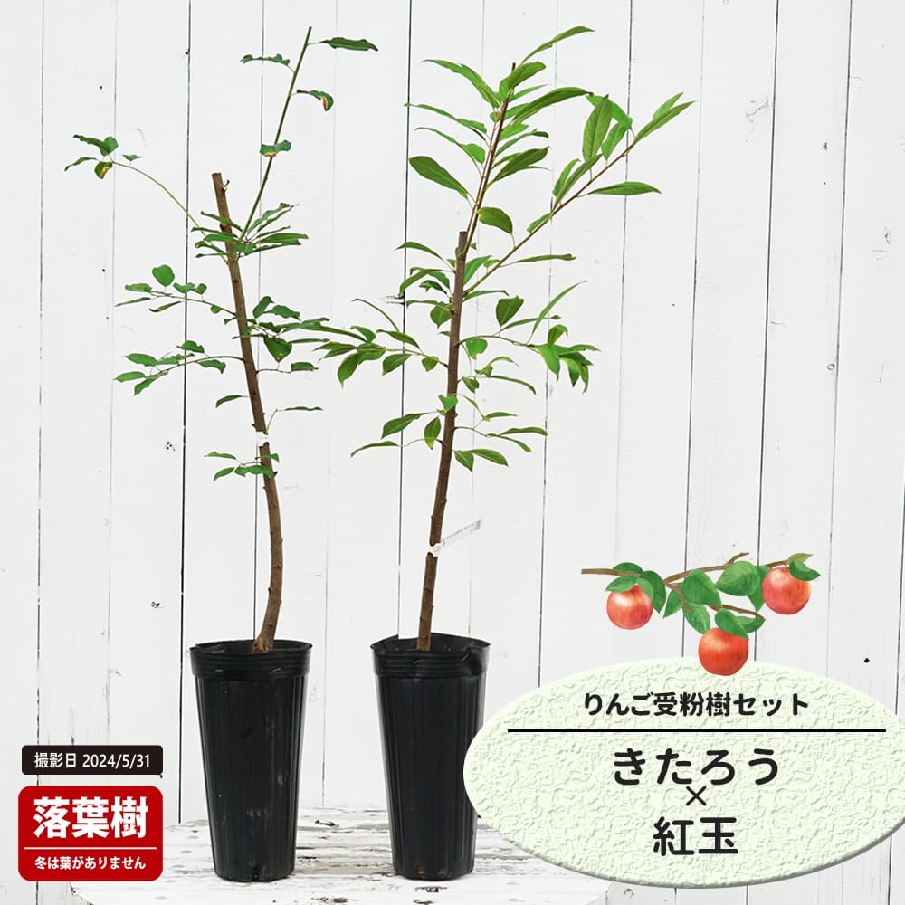 りんご きたろうと紅玉の受粉樹セット