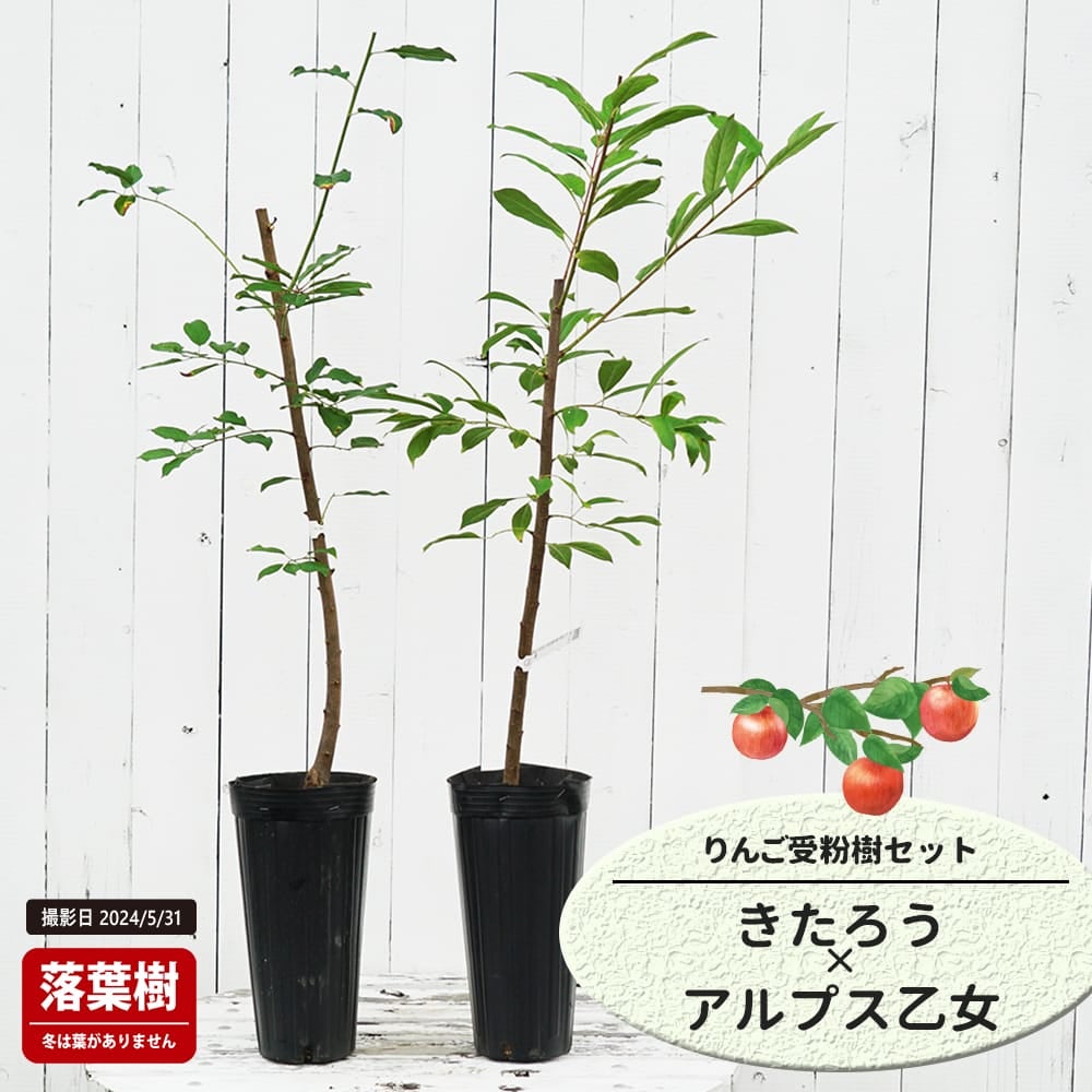 りんご きたろうとアルプス乙女の受粉樹セット