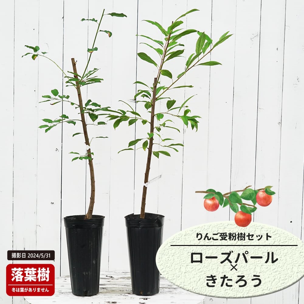 りんご ローズパールときたろうの受粉樹セット