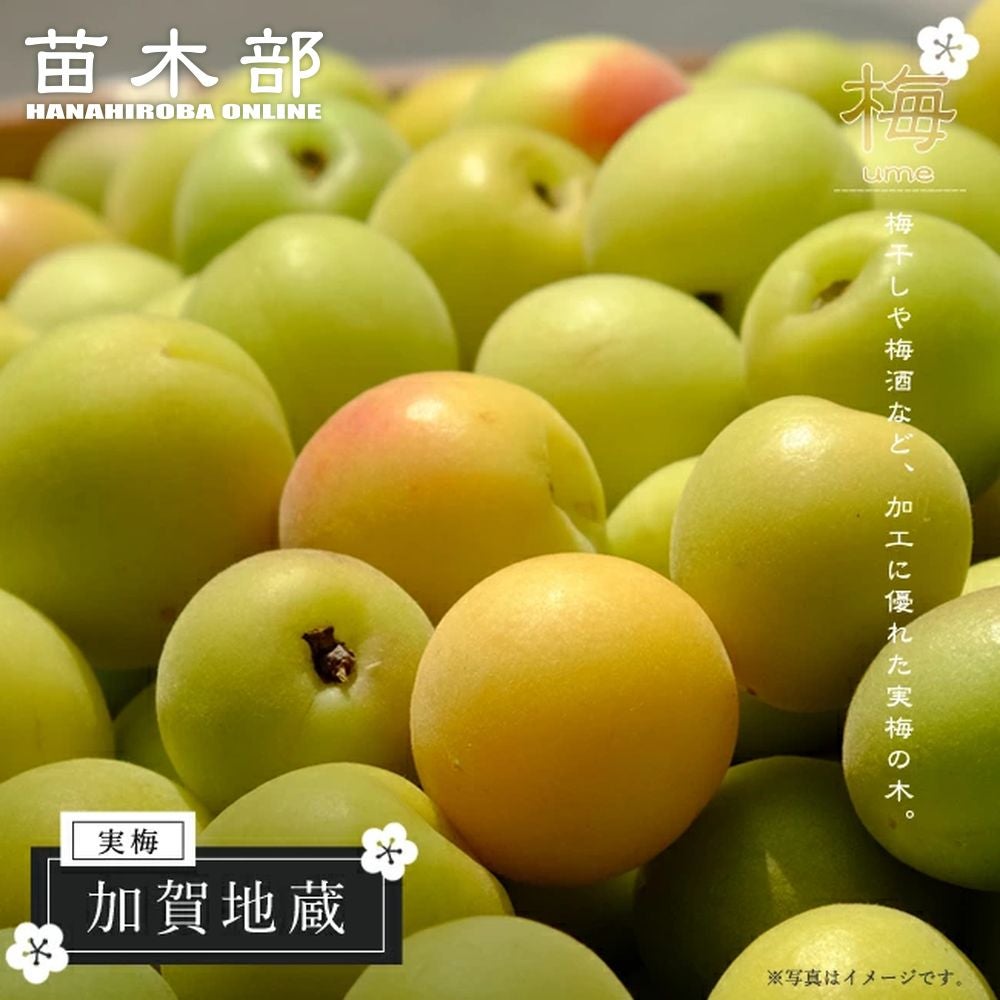 しらこ 青梅から中熟梅　加賀地蔵　6キロ 000000032366-01.jpg?size=l&w=