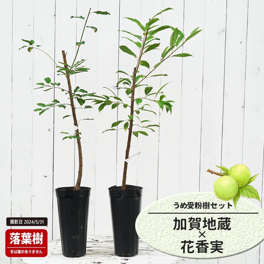 梅 加賀地蔵と鴬宿の受粉樹セット