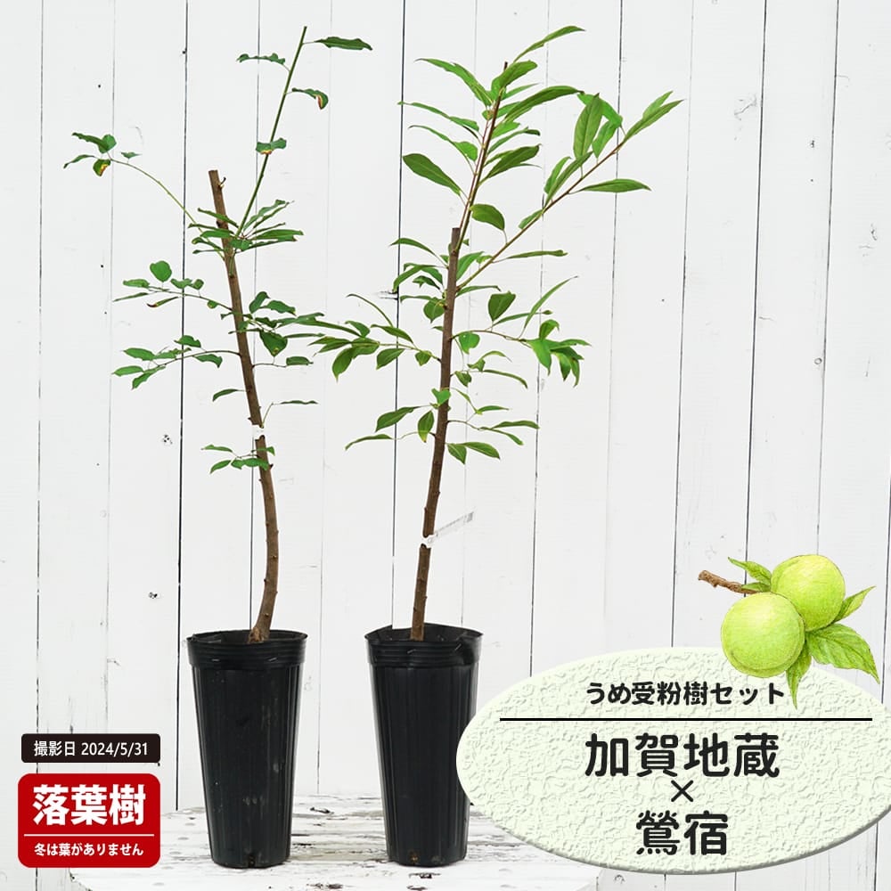 梅 加賀地蔵と甲州小梅の受粉樹セット