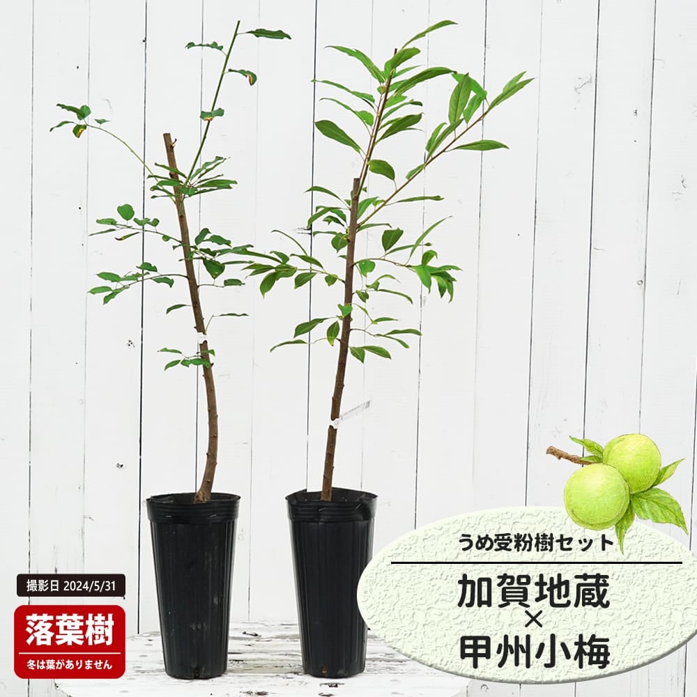 梅 加賀地蔵と豊後の受粉樹セット