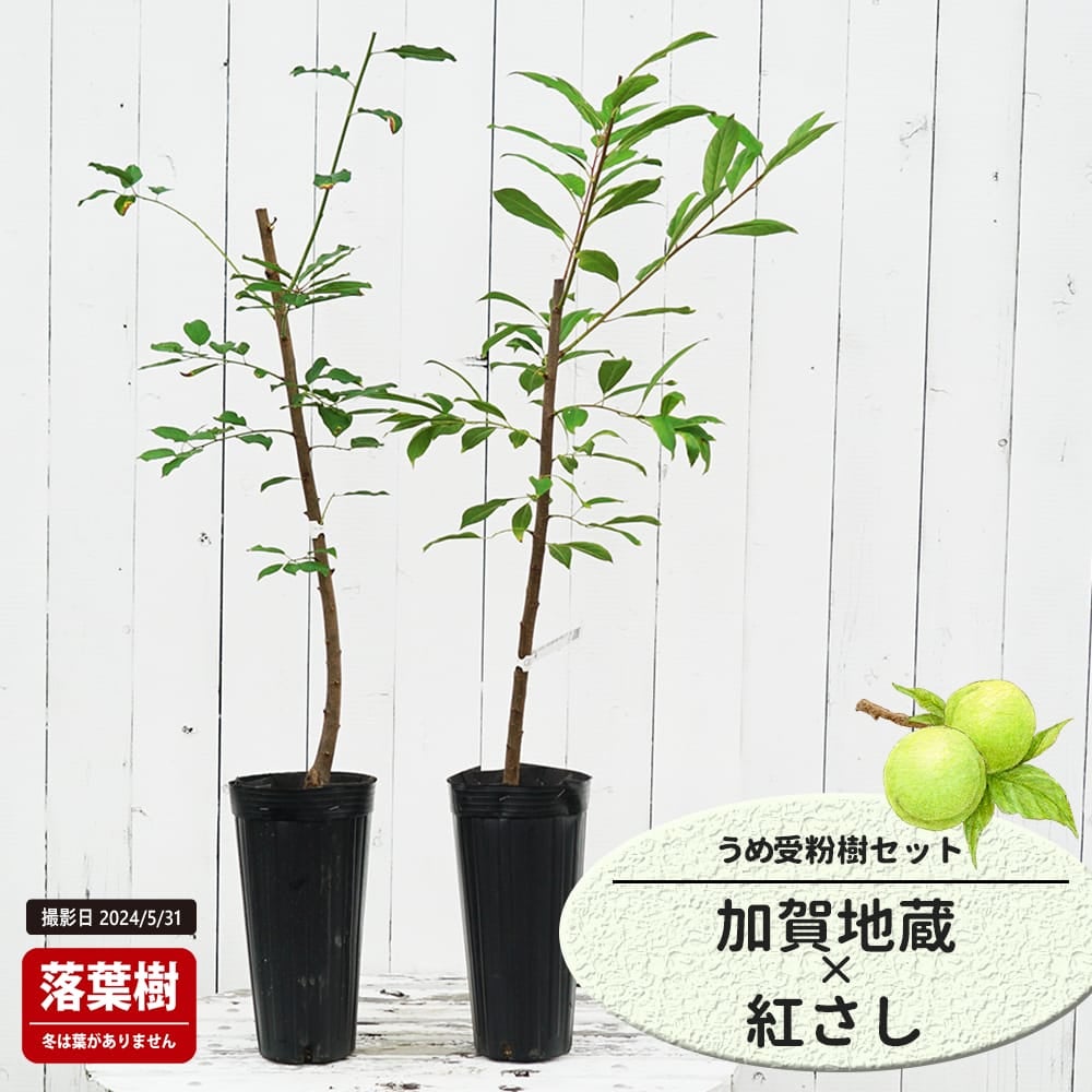 梅 加賀地蔵と紅さしの受粉樹セット