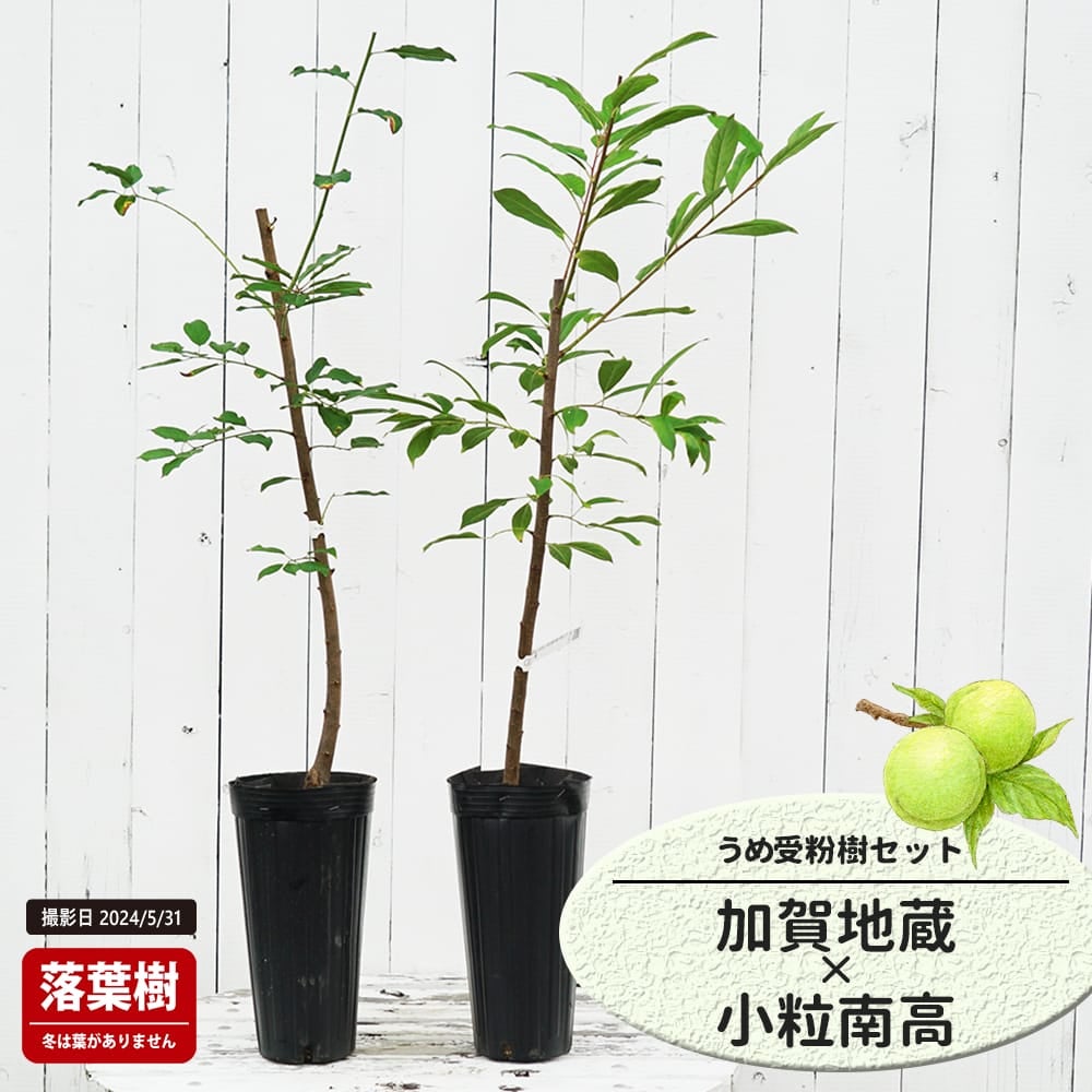 梅 加賀地蔵と小粒南高の受粉樹セット