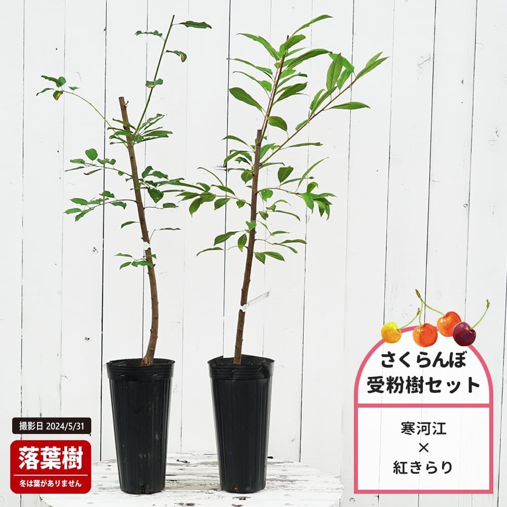 さくらんぼ 寒河江と紅きらりの受粉樹セット