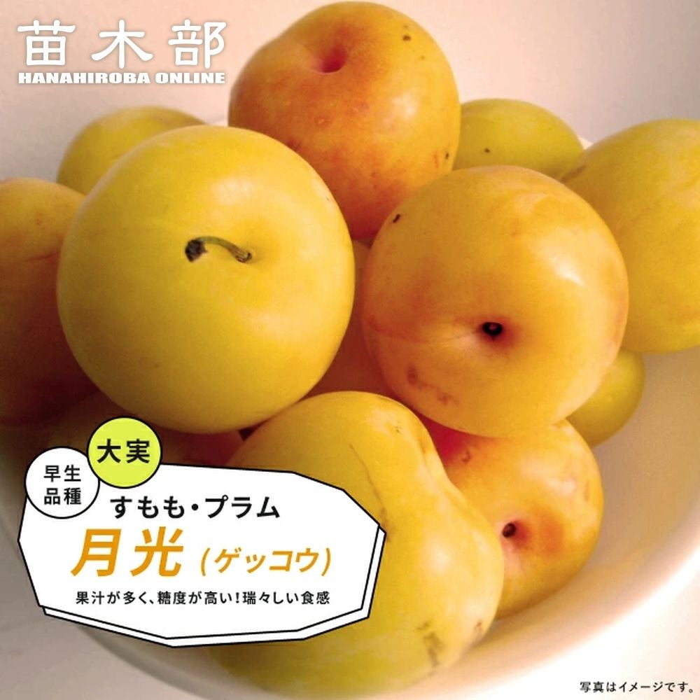 プラム・スモモ 二ホンスモモ ビューティー 苗 販売 苗木部 By 花