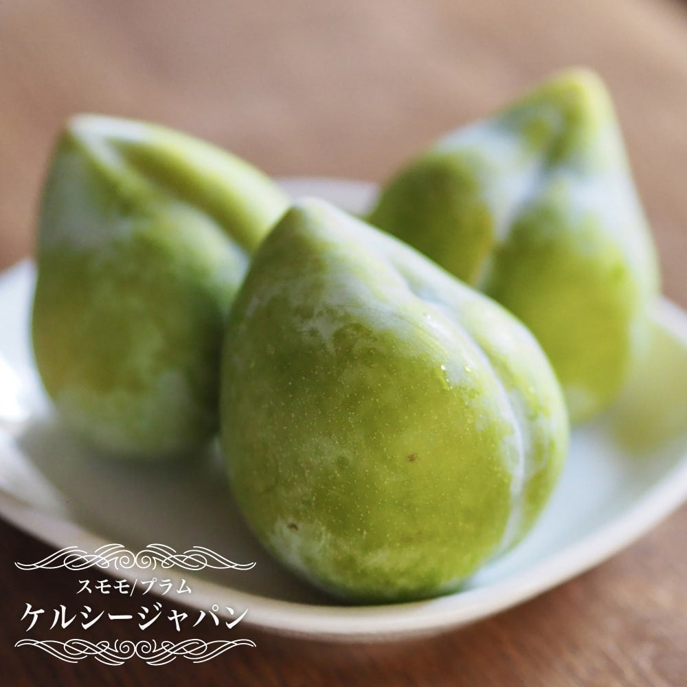 すもも 苗木 【ケルシージャパン】 1年生接木苗