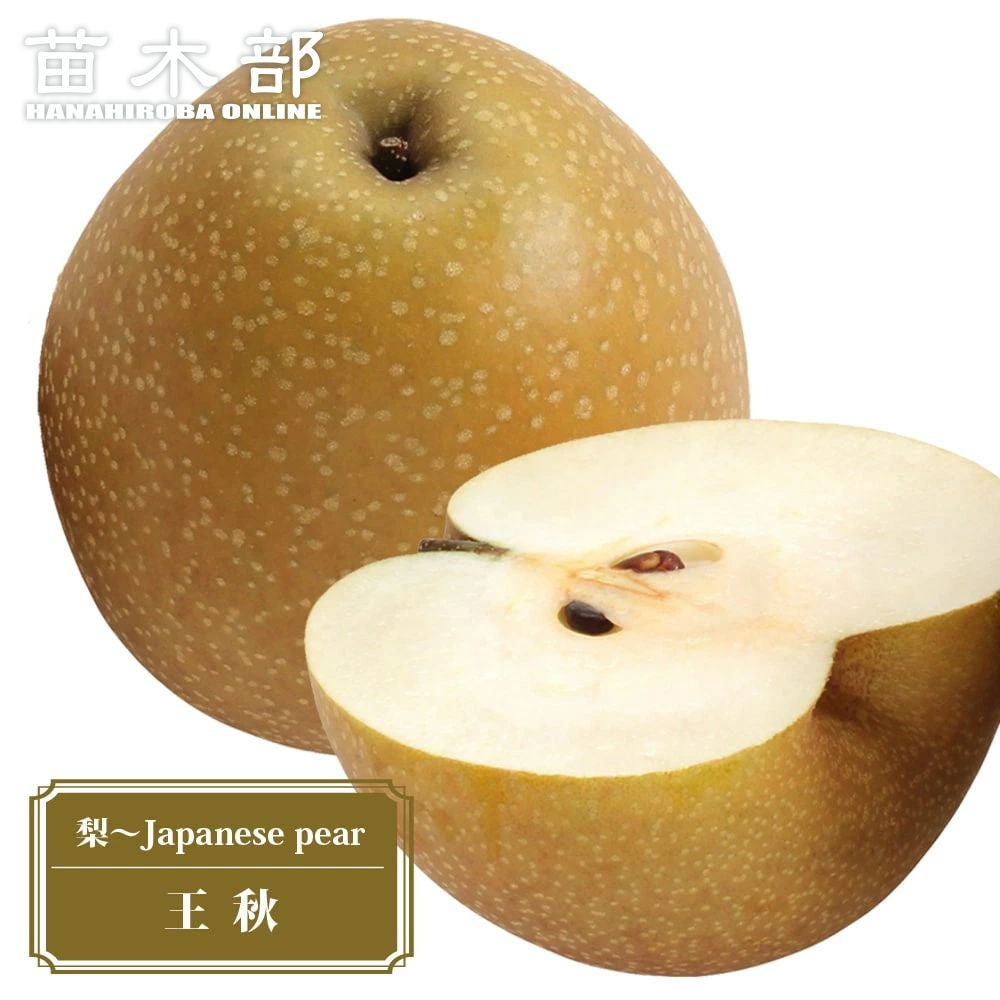 梨 赤ナシ 王秋 苗 販売 苗木部 By 花ひろばオンライン