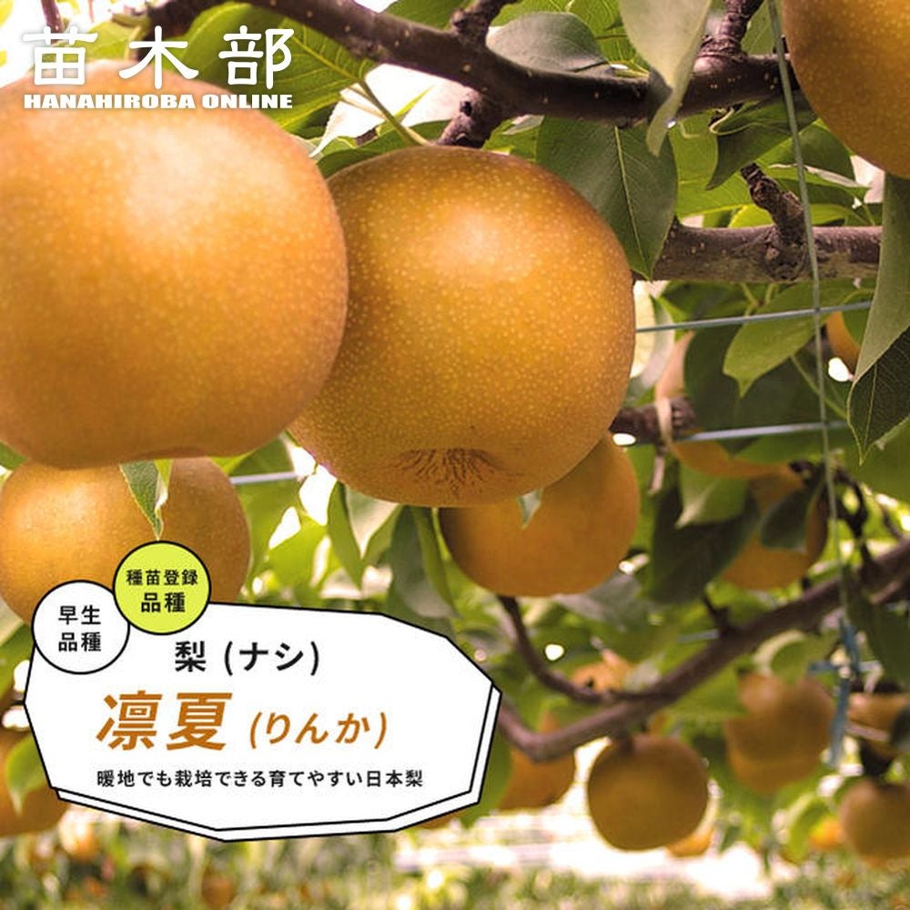 期間限定企画！「凛夏」「甘太」２年生苗木セット販売品！ 000000032378-01.jpg?size=m&w=